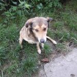 В Івано-Франківську шукають перетримку або господаря для собачки, яку в Рогатині збив мікроавтобус
