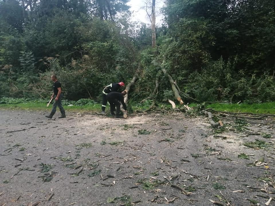 Шквальний вітер повалив дерева на дороги Івано-Франківщини ФОТО