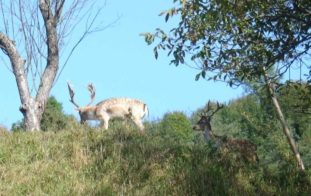 Як живеться херсонським ланям та оленям на Гуцульщині ФОТО