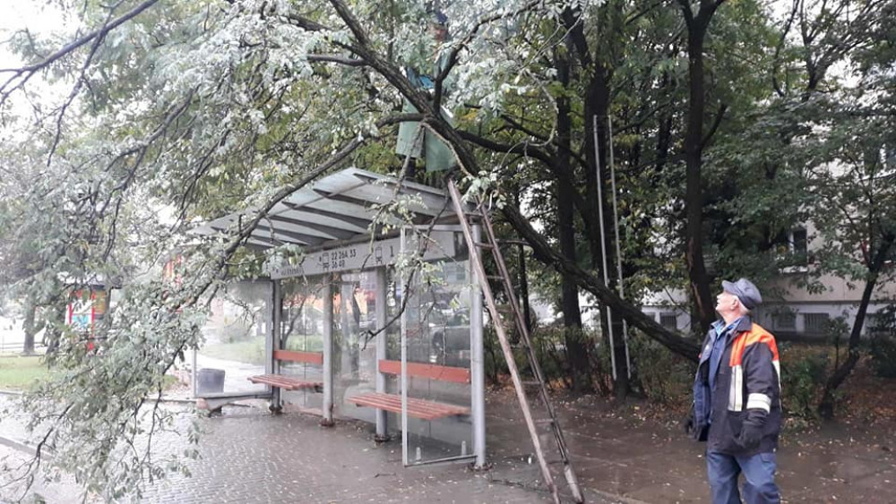 Сильний вітер у Франківську повалив дерево на зупинку ФОТО