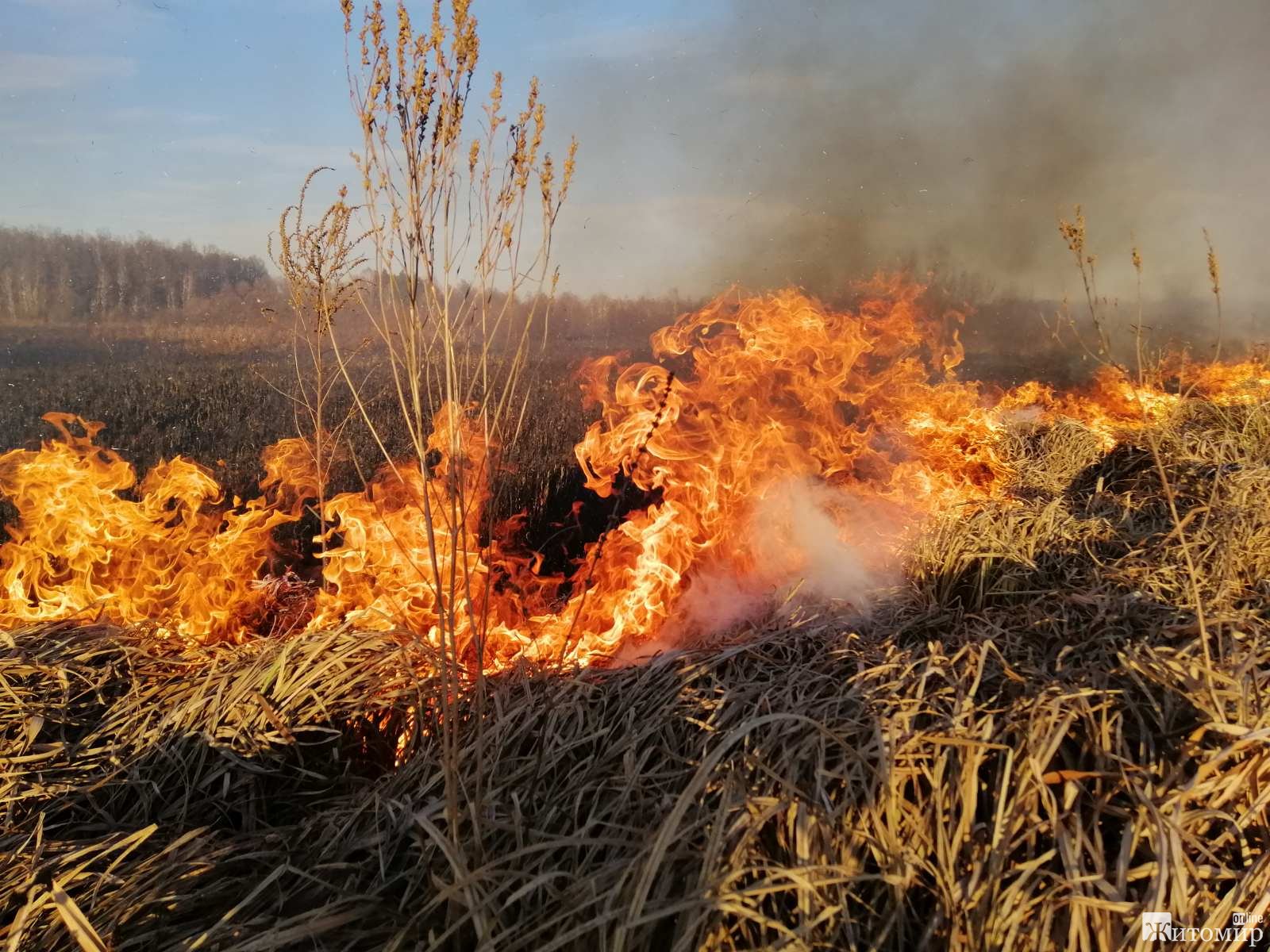 У Франківській ОТГ склали протоколи на паліїв сухої трави