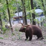 "Раніше жив у клітці, а сьогодні звикає до життя у дикій природі",- історія прикарпатського ведмедя Яника