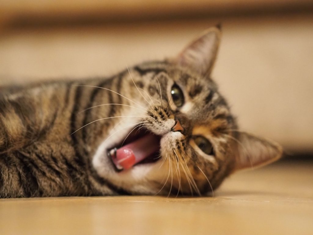 котів