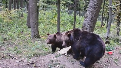 "Раніше жив у клітці, а сьогодні звикає до життя у дикій природі",- історія прикарпатського ведмедя Яника