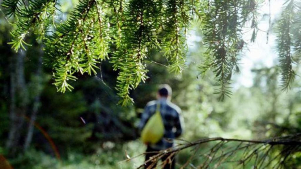 На Прикарпатті у лісі заблукали грибники з Львівщини