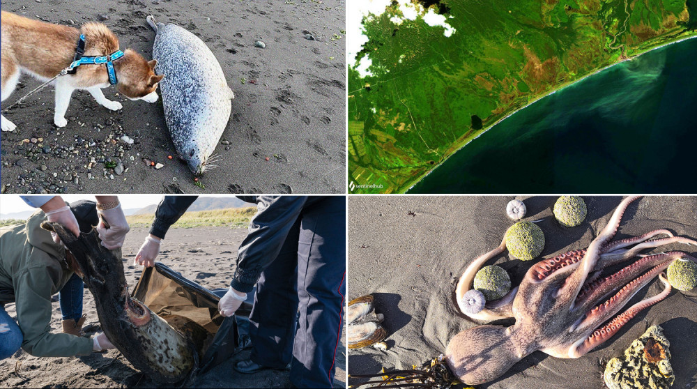 Мертві тварини, отруєні серфери: на Камчатці екологічна катастрофа ФОТО