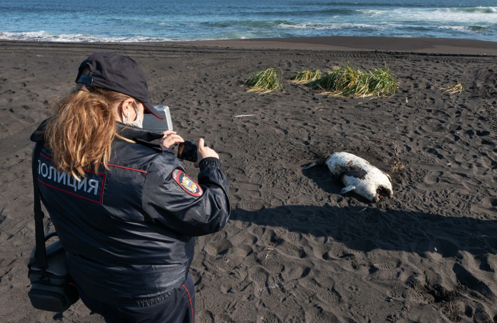 Мертві тварини, отруєні серфери: на Камчатці екологічна катастрофа ФОТО