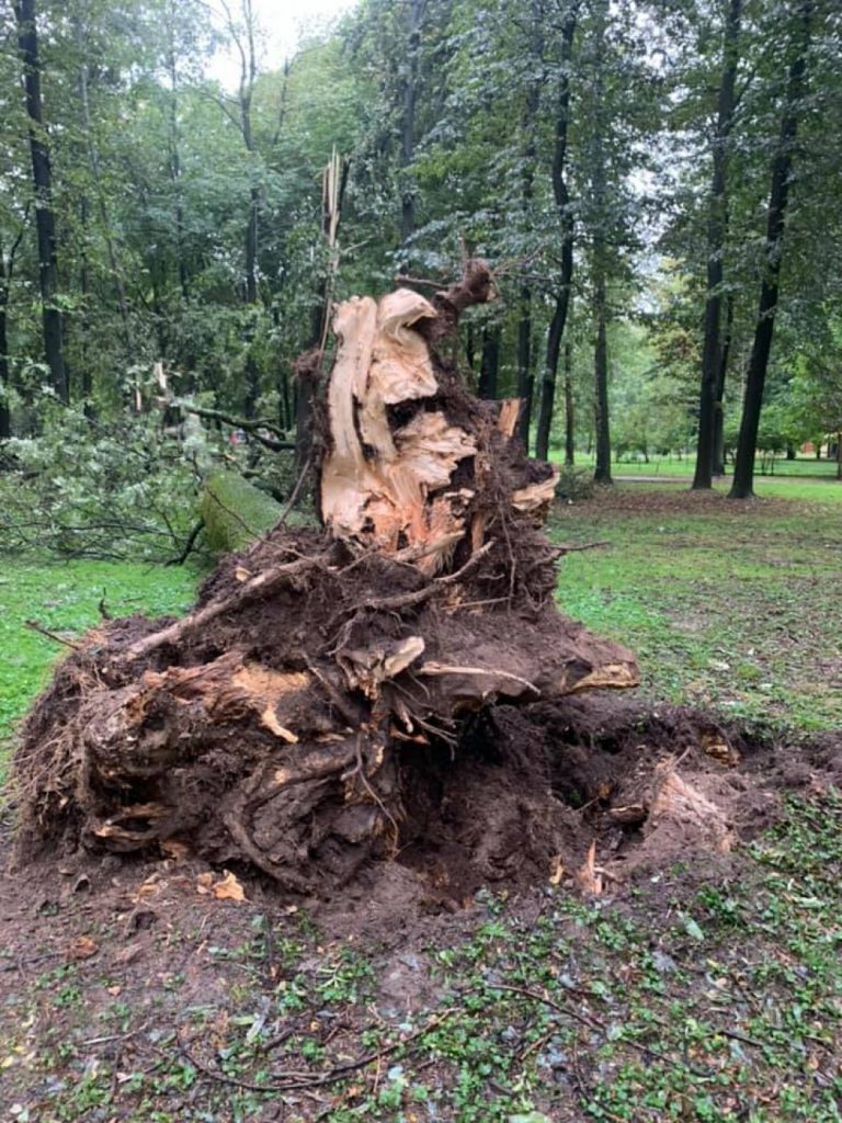 У міському парку негода повалила пало 130-річне дерево ФОТО