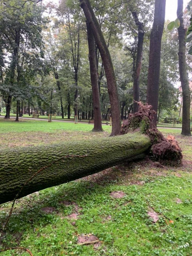 У міському парку негода повалила пало 130-річне дерево ФОТО