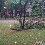 Негода у Франківську: шквальний вітер повалив дерева ФОТО