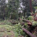 "Просимо уникати прогулянок",- вчорашній буревій наробив лиха у парку Шевченка ФОТО