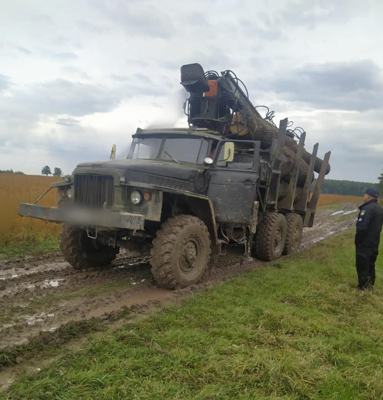 Прикарпатцю «світить» до семи років в'язниці за незаконну рубку лісу ФОТО