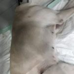 Кількість собак отруєних у Івано-Франківську зростає
