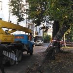 У Франківську рятувальники розрізали повалене дерево