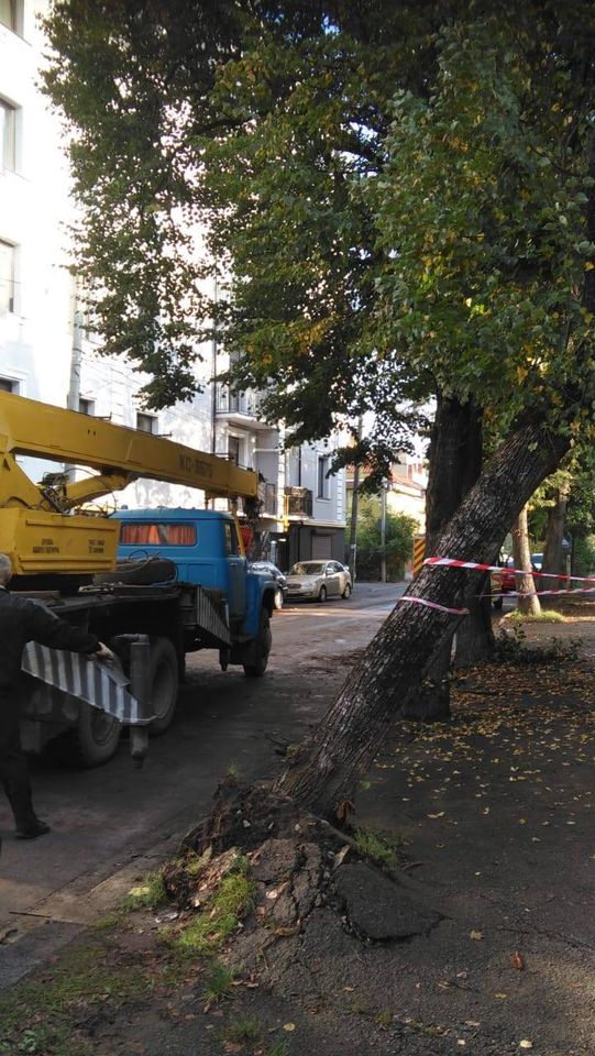 У Франківську рятувальники розрізали повалене дерево