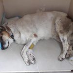 Кількість собак отруєних у Івано-Франківську зростає