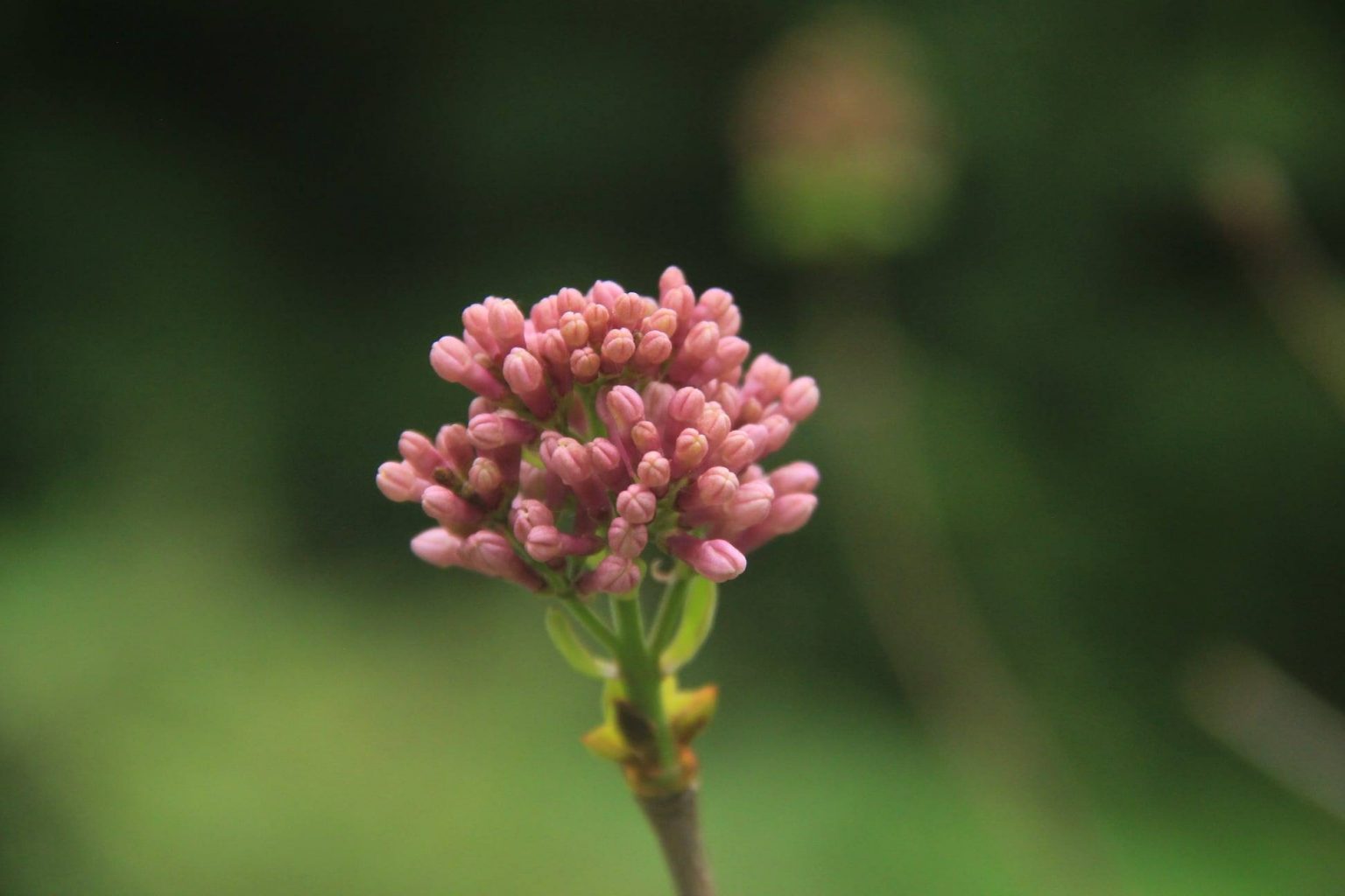 Посеред осені на Прикарпатті зацвів бузок ФОТОФАКТ