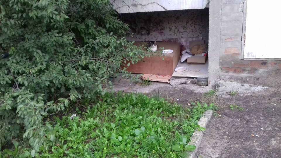 Жителі франківської багатоповерхівки вилаяли двірницю, бо та прибрала за котами ФОТОФАКТ