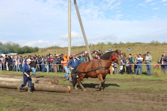 На Коломийщині влаштували змагання із кіньми ФОТО