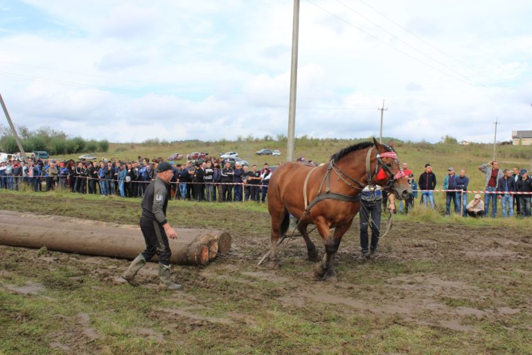 На Коломийщині влаштували змагання із кіньми ФОТО