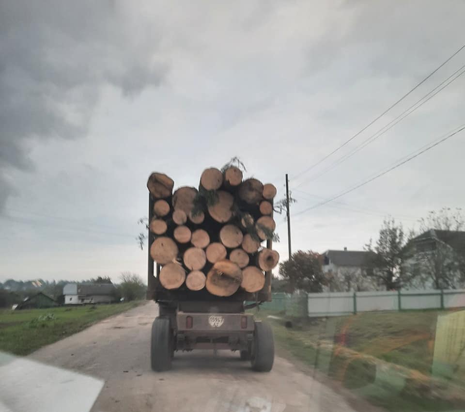 На Долинщині зафіксували факт масовової вирубки деревини ФОТО