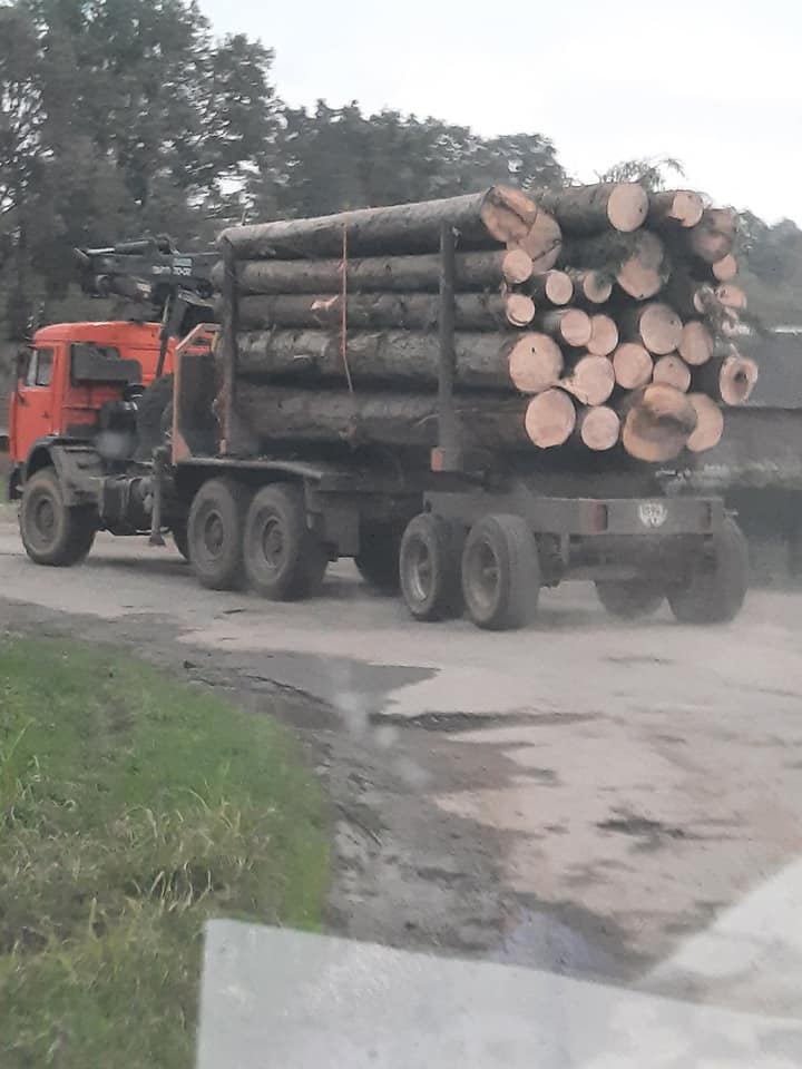 На Долинщині зафіксували факт масовової вирубки деревини ФОТО
