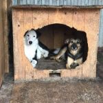 Волонтерки "Дому Сірка" просять небайдужих допомогти утеплити собачі будки до зими