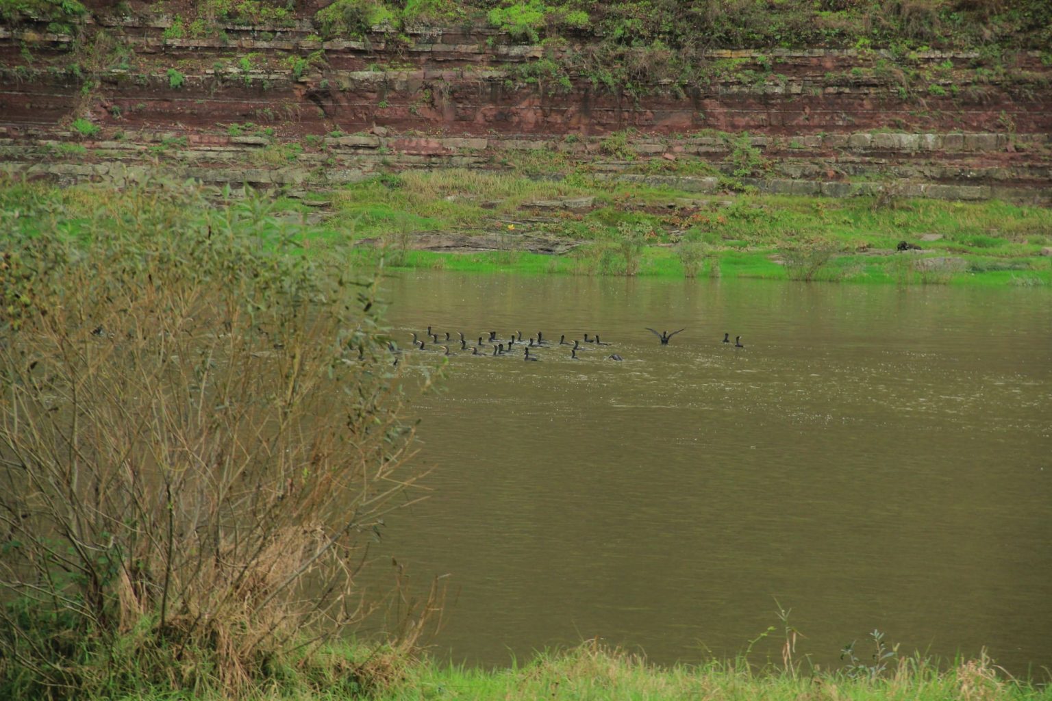 На Прикарпатті помітили сотню бакланів, які вирішили поживитись рибою ФОТО та ВІДЕО