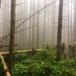 Коломийські “Едельвейси” проходять військову підготовку в горах ФОТО