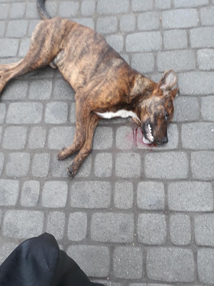 У Франківську посеред вулиці знайшли мертву собаку ФОТО 18+