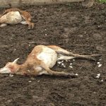 На околиці Івано-Франківська мисливські собаки невідомих власників подушили п'ятьох молодих муфлонів на приватній фермі ФОТО та ВІДЕО 16+