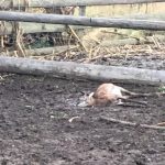 На околиці Івано-Франківська мисливські собаки невідомих власників подушили п'ятьох молодих муфлонів на приватній фермі ФОТО та ВІДЕО 16+