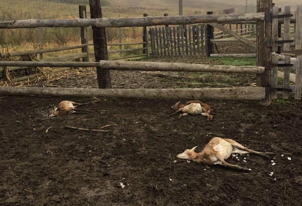 На околиці Івано-Франківська мисливські собаки невідомих власників подушили п'ятьох молодих муфлонів на приватній фермі ФОТО та ВІДЕО 16+