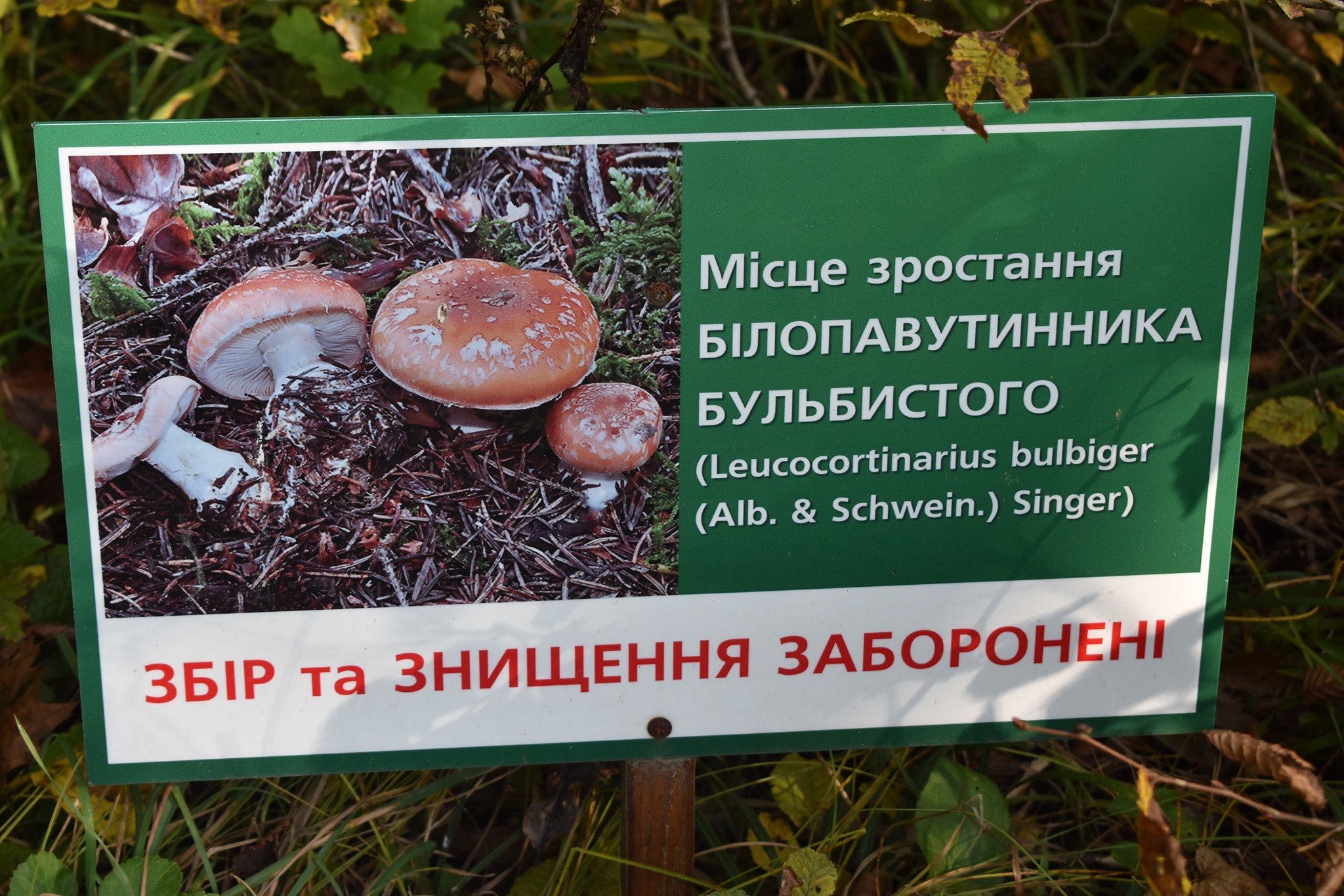 У Галицькому нацпарку відвідувачі нищать рідкісні гриби, що занесені до Червоної книги України