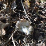 У Галицькому нацпарку відвідувачі нищать рідкісні гриби, що занесені до Червоної книги України