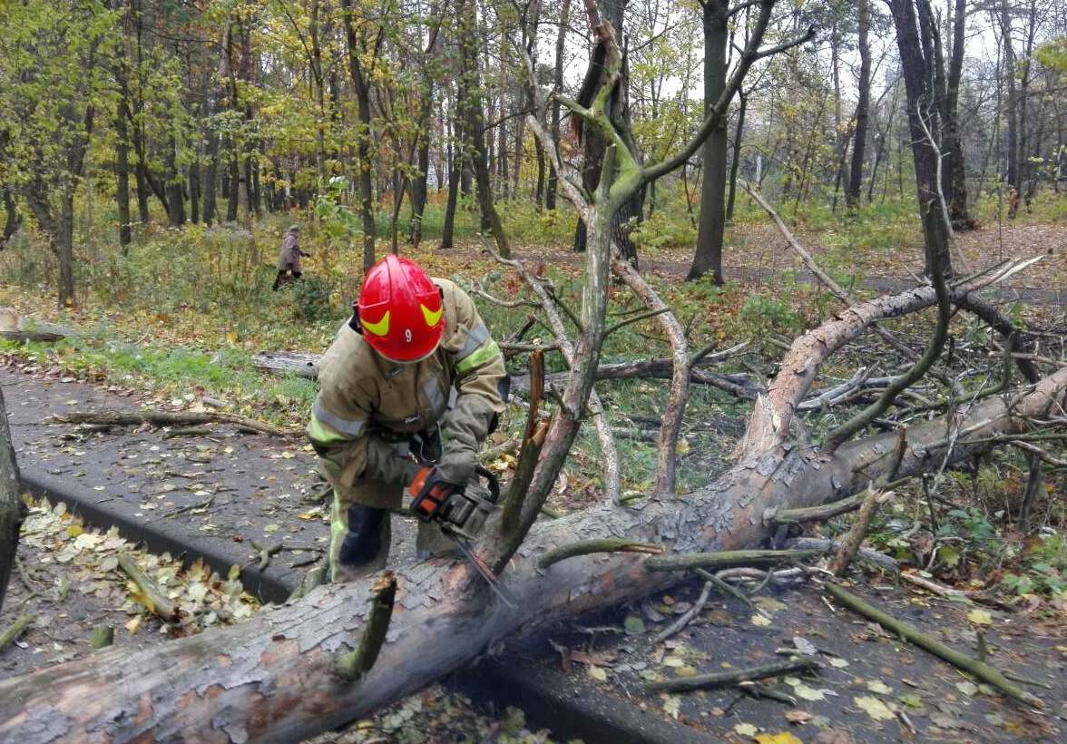 На Прикарпатті чоловіка на смерть прибило зрізане дерево