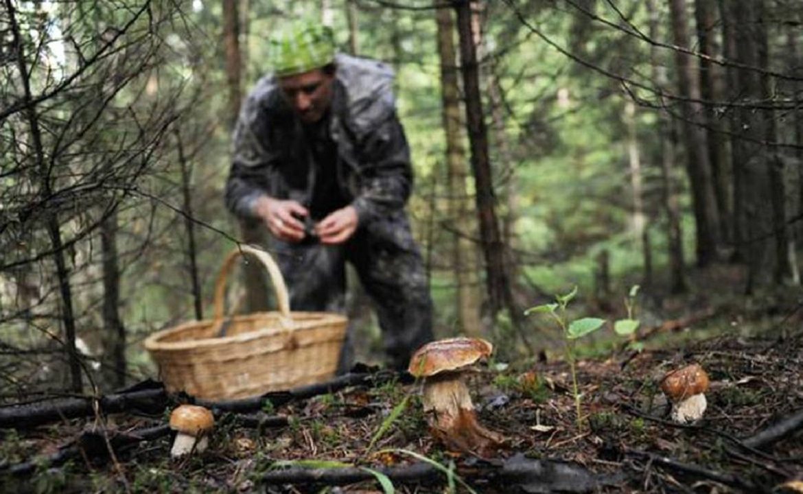 Прикарпатським грибникам знадобилася допомога вийти з лісу