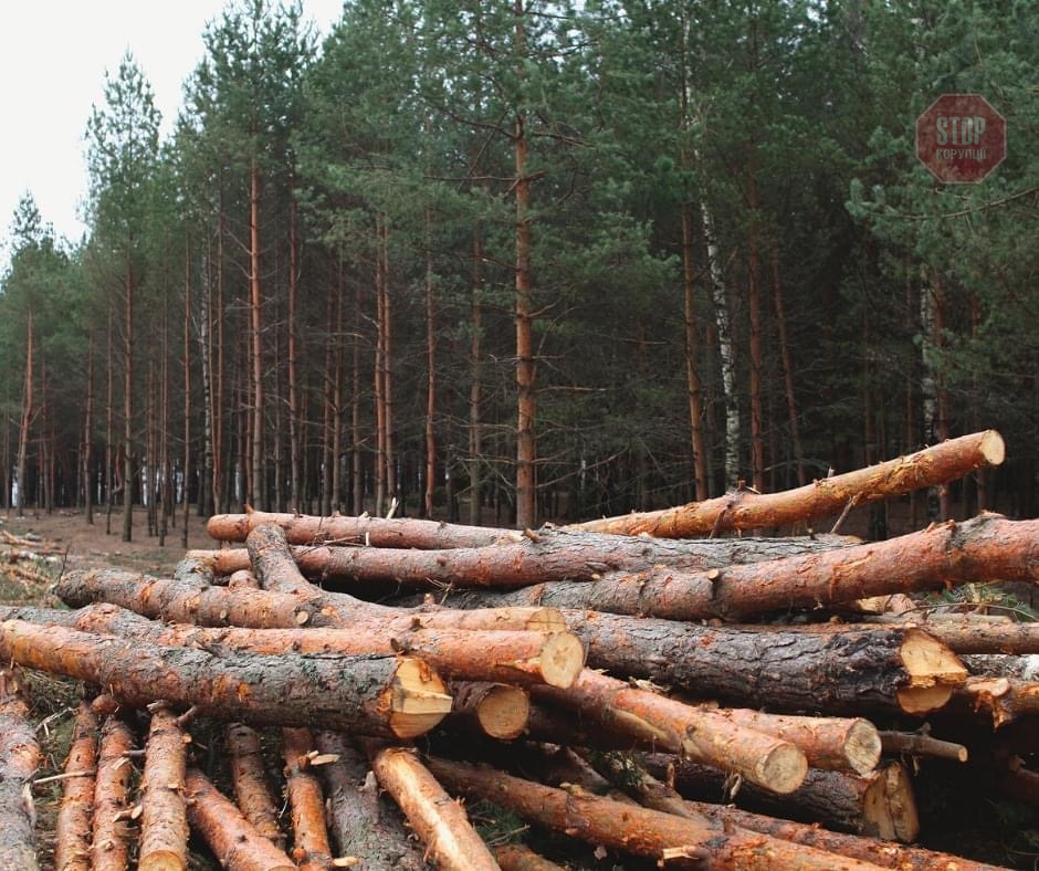 Прикарпатця судитимуть за незаконну рубку дерев