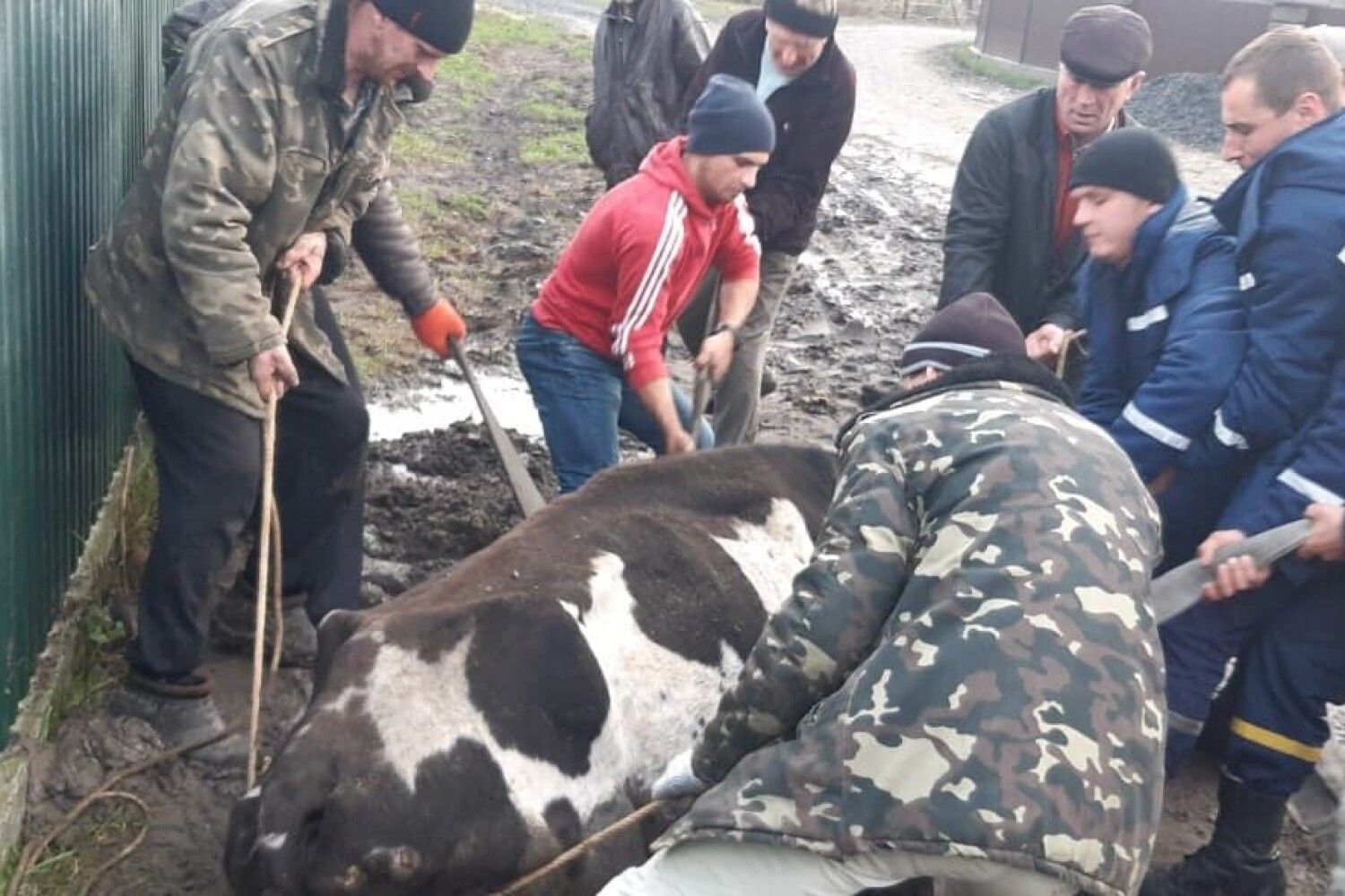 Прикарпатські рятувальники дістали корову з каналізаційної ями