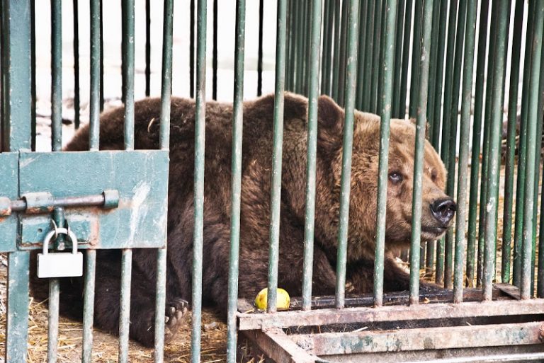 На Прикарпатті, неподалік масштабної конопляної плантації, досі утримують в клітці трьох червонокнижних ведмедів