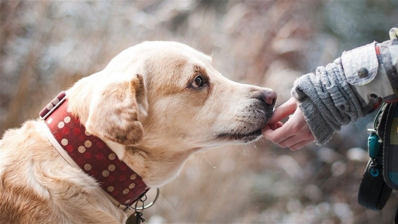 Марцінків припускає, що собак в місті потруїли його політичні конкуренти