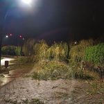 Негода у Франківську: шквальний вітер повалив дерева ФОТО