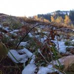 У Карпатах продовжують збираюти гриби під снігом