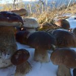 У Карпатах продовжують збираюти гриби під снігом
