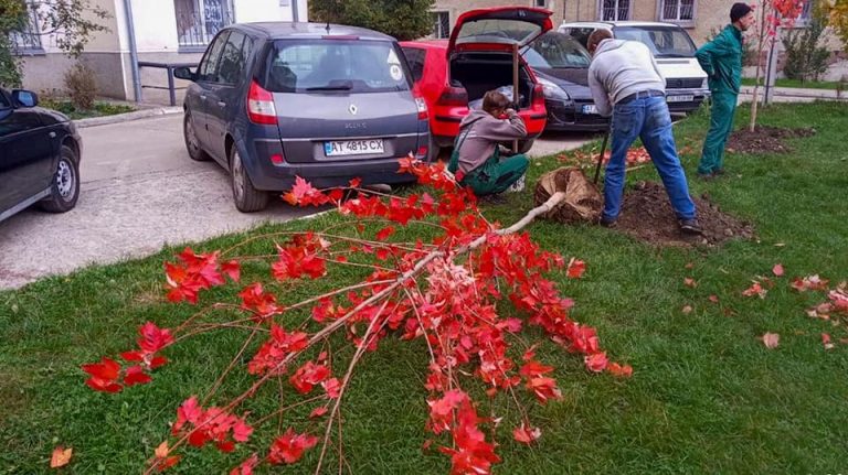 У кількох мікрорайонах Франківська з'явилися клени та платани