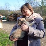 Прикарпатські волонтери продовжують прилаштовувати безпритульних тварин у добрі руки ФОТОРЕПОРТАЖ