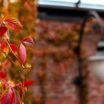 Франківська