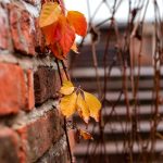 Франківська