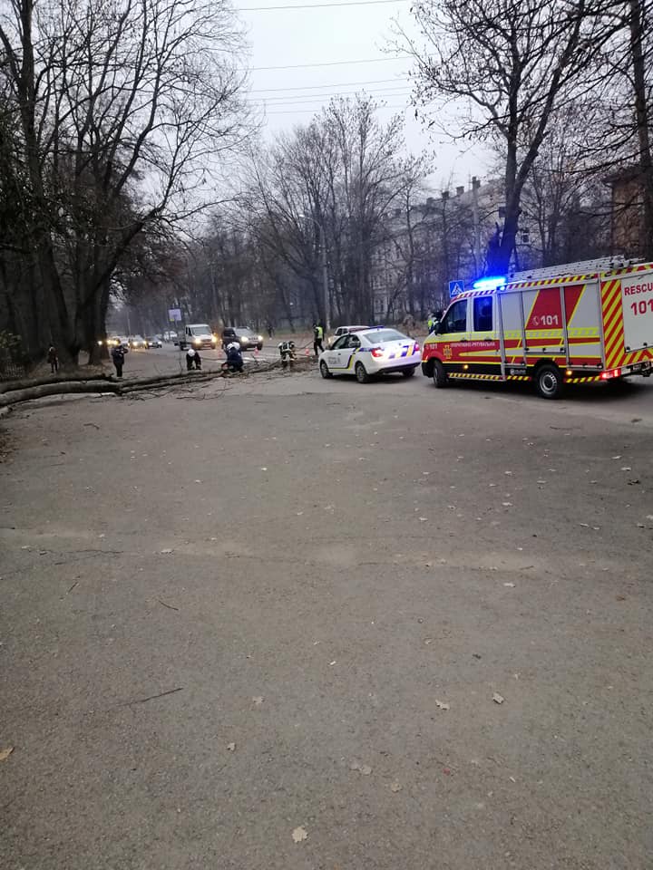 На Чорновола дерево, що впало на дорогу, заблокувало рух автотранспорту ФОТО