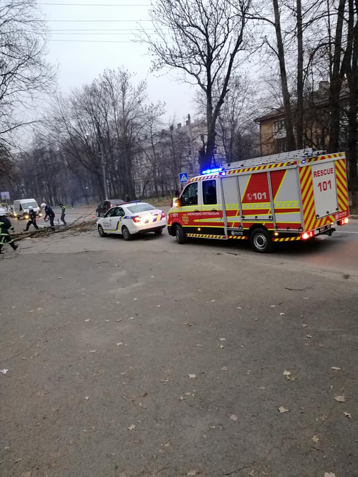На Чорновола дерево, що впало на дорогу, заблокувало рух автотранспорту ФОТО